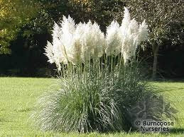 Pampas trava bijela (cortaderia selloana) sjeme