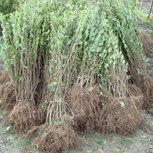 Brzorastuca Ziva Ograda Ligustrum Sadnice Moj Dom Sadnice Sanski Most Olx Ba