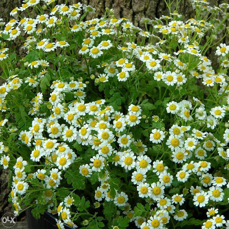 Povratić (Tanacetum parthenium)