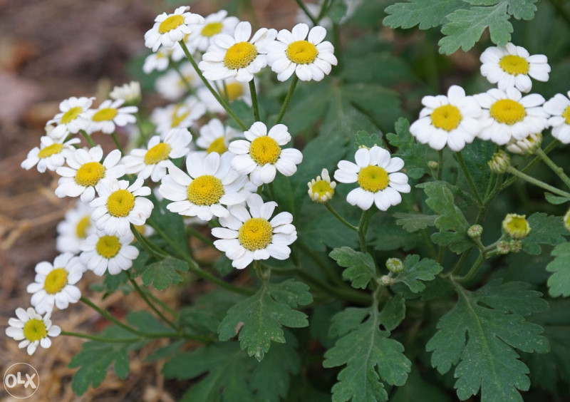 Povratić (Tanacetum parthenium)