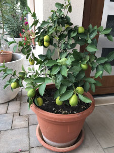 Limun sadnice
