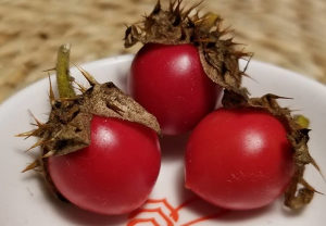 Paradajz Litchi - Liči - stop zlaticama ~20+ sjemenki
