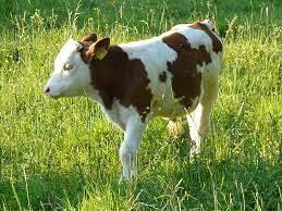 Kupujem tele teladi mala i velika krava kravu krave tel