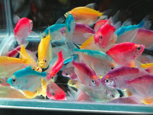 color tetra